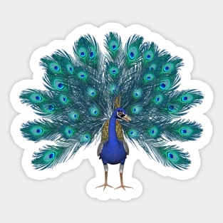 Bird Peacock feathers Sticker